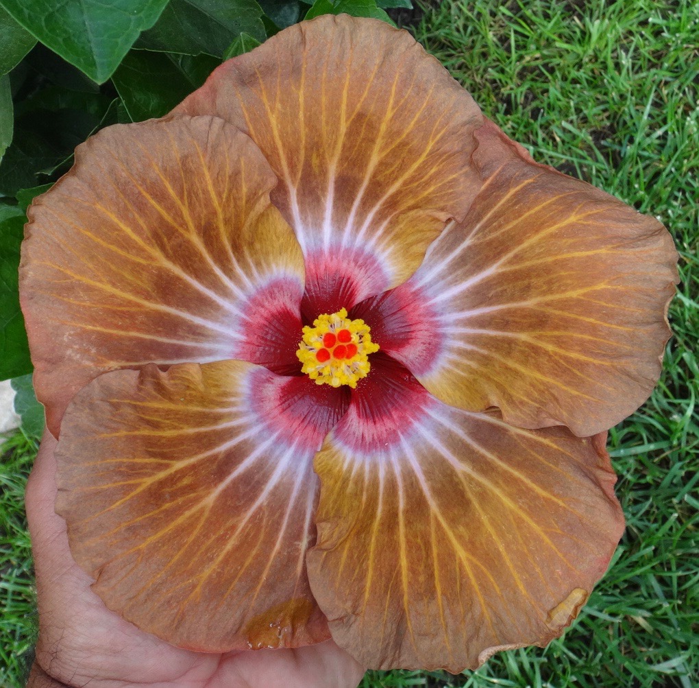 Hidden Valley Hibiscus - Exotic, Tropical Hibiscus Hybrids