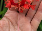 Hibiscus Schizopetalus