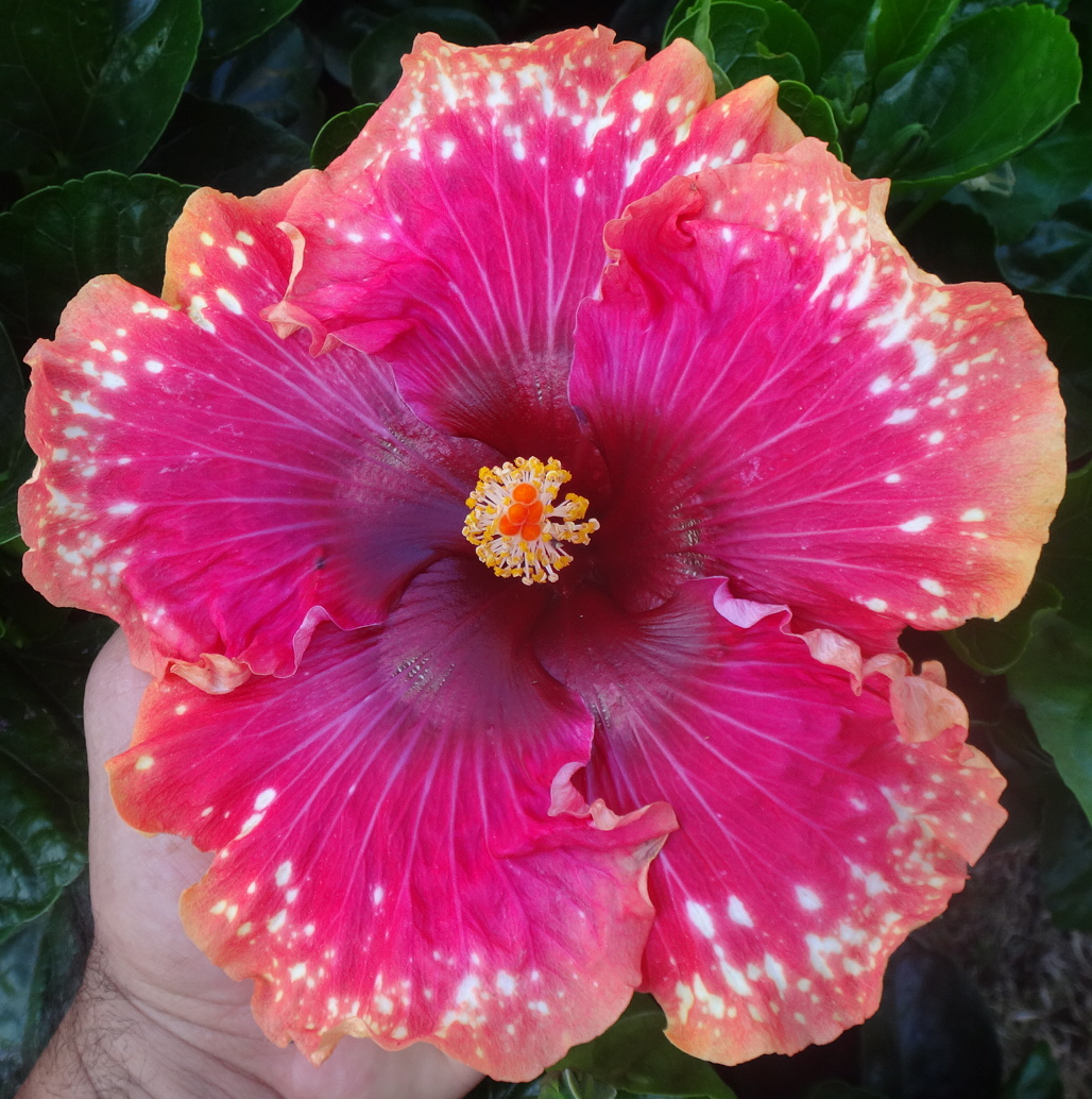 Southern California Hibiscus Society – The Incredible New World of Hibiscus