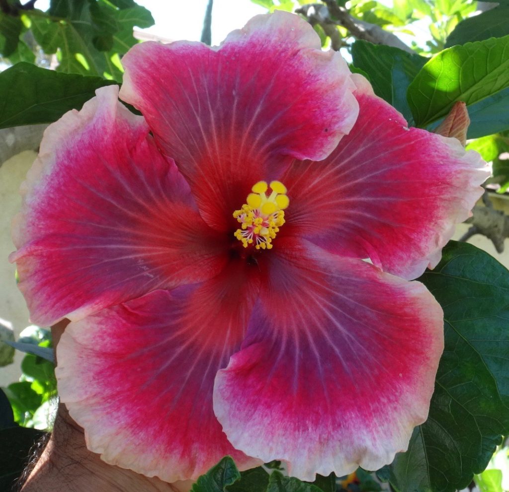 Pro Grower’s Tips – Southern California Hibiscus Society