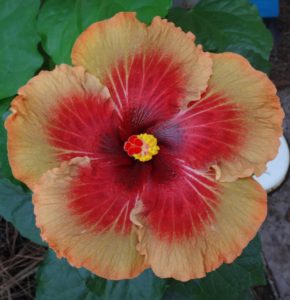 September Meeting 2019 Auction & Hibiscus Drawing Plants – Southern ...