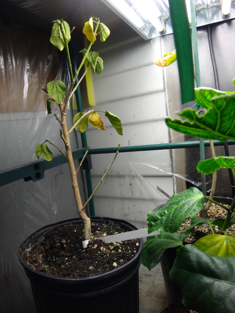 Leaf Wilt – Southern California Hibiscus Society