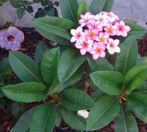 Companion Plants – Southern California Hibiscus Society